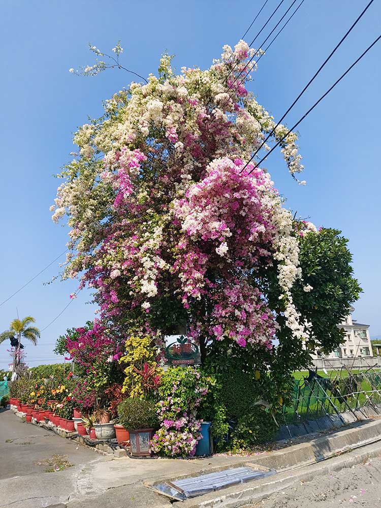 新大九重葛