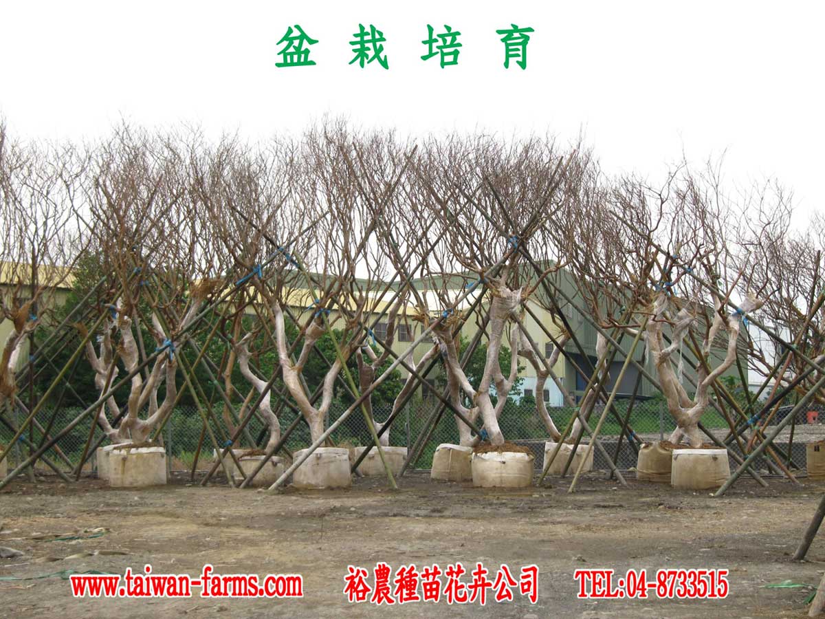 盆栽培育