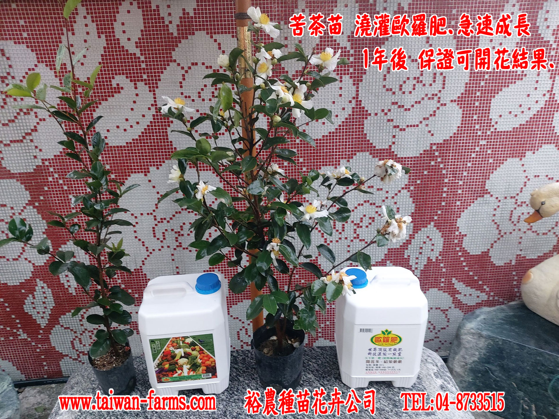 使用歐羅肥 苦茶開花