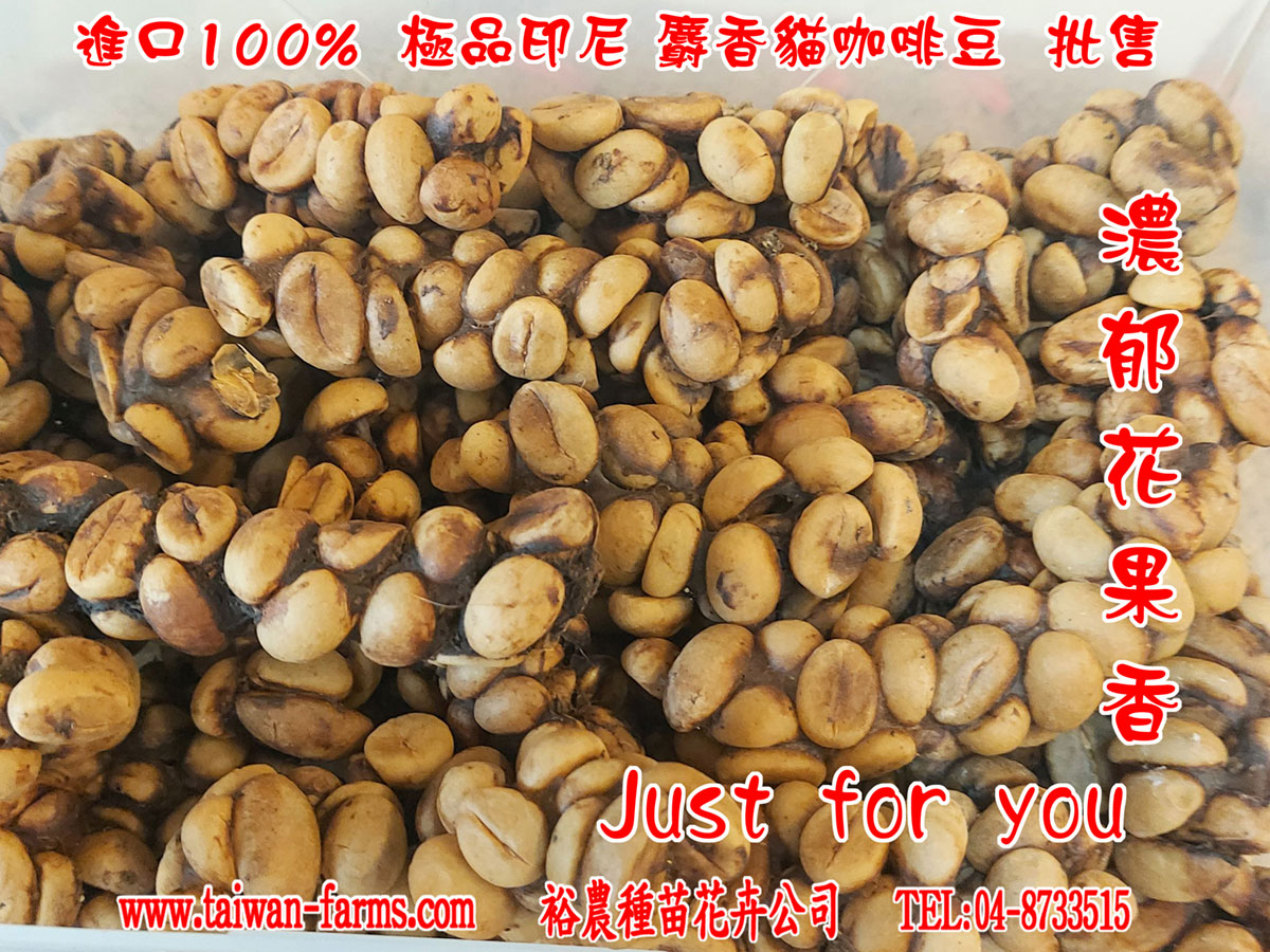 麝香咖啡豆生豆，極品烘焙