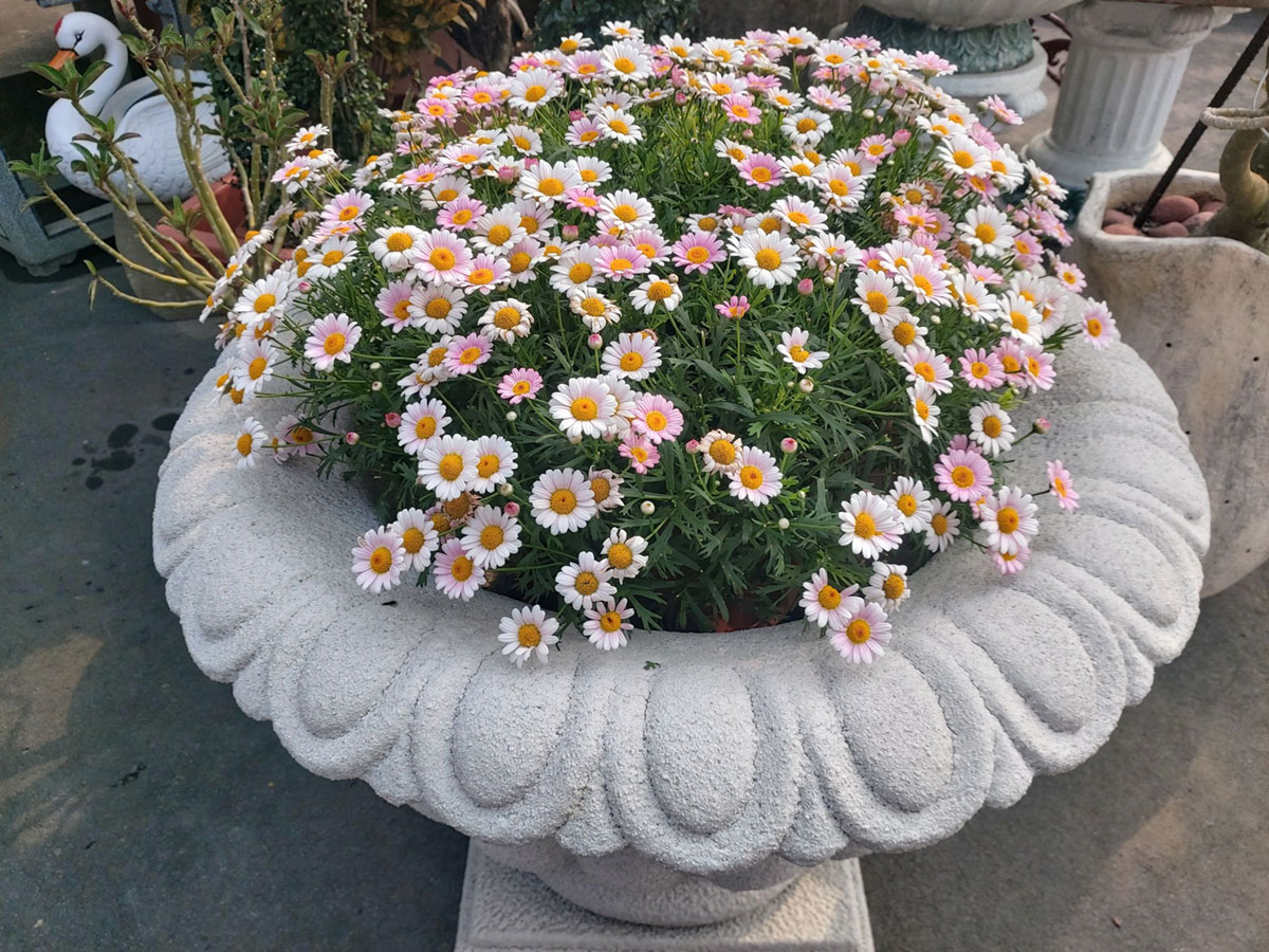 瑪格麗特盆栽花卉