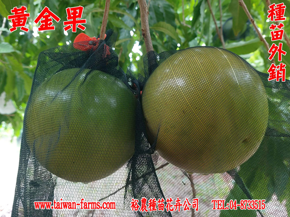黃金果 種苗外銷